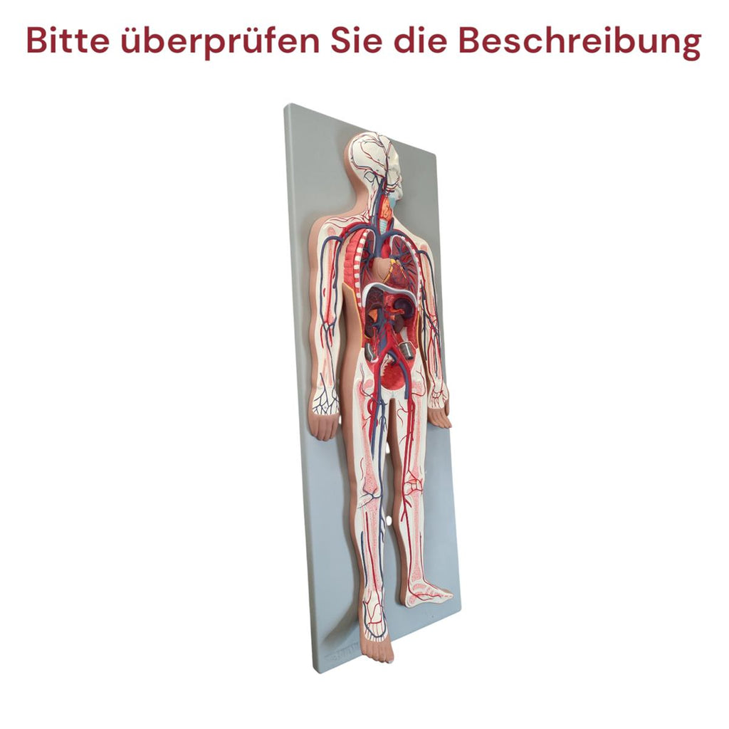 Gima Modell Herz-Kreislauf-Ohr Anatomiemodell Medizin