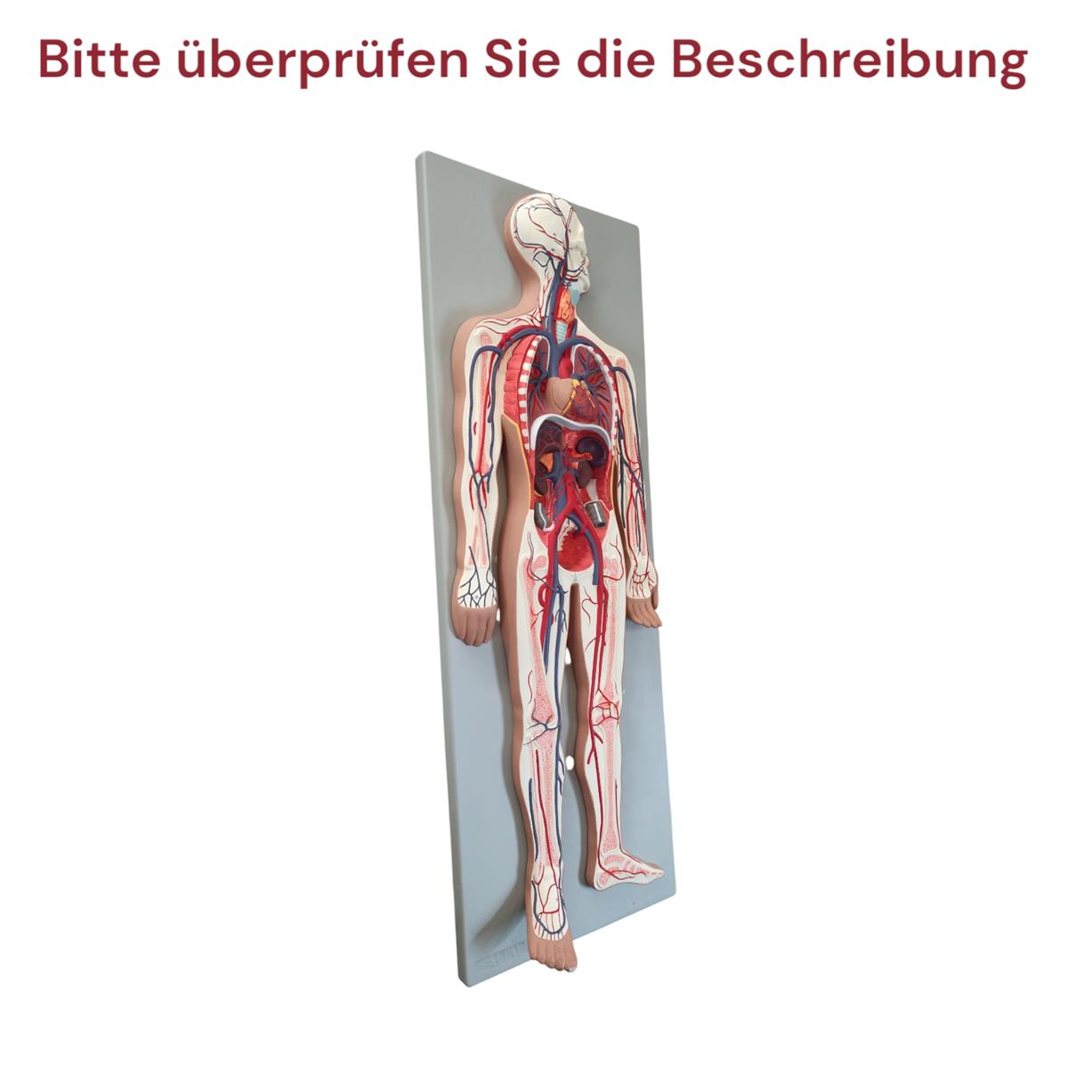 Gima Modell Herz-Kreislauf-Ohr Anatomiemodell Medizin