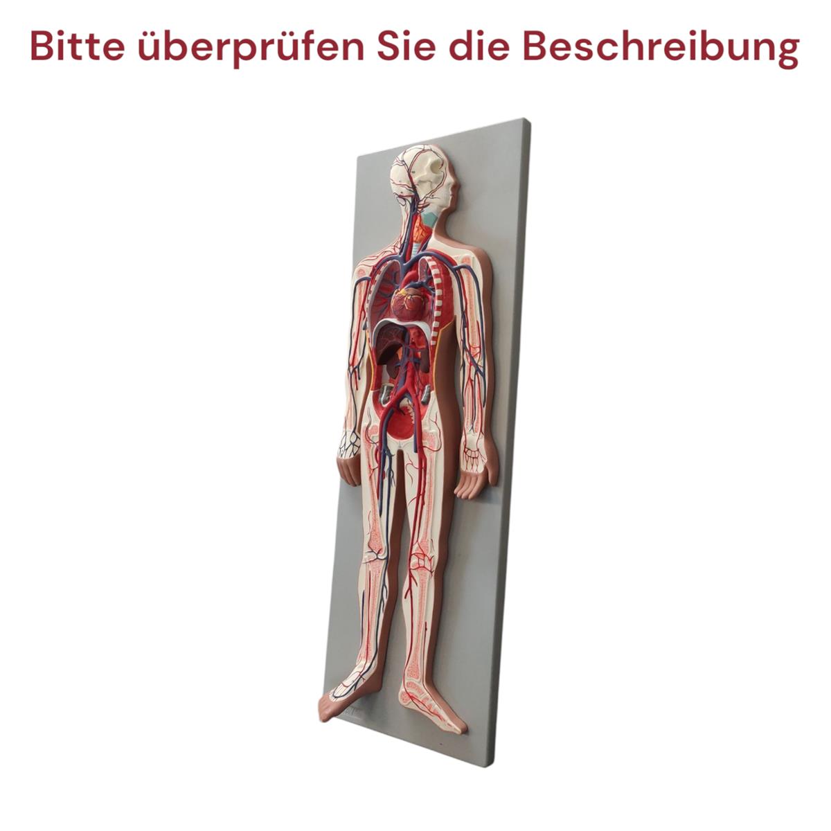 Gima Modell Herz-Kreislauf-Ohr Anatomiemodell Medizin