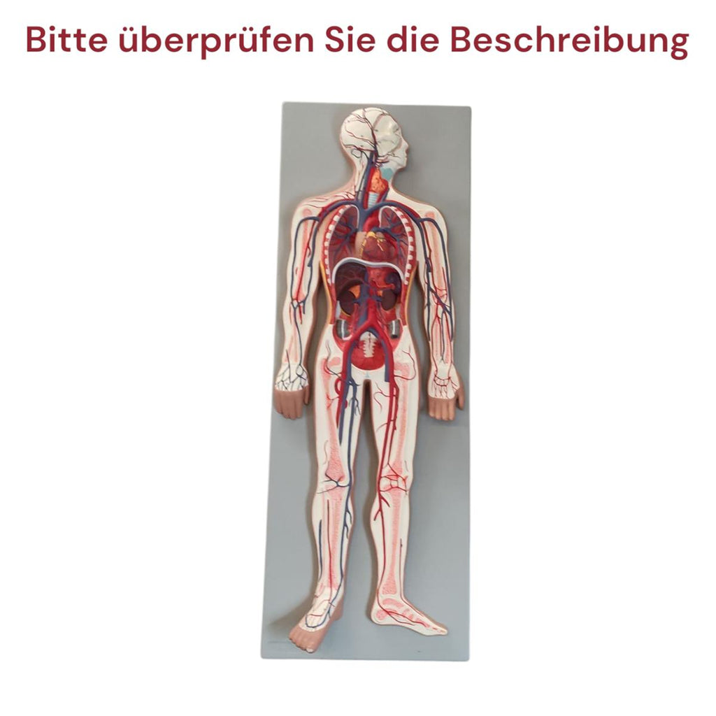 Gima Modell Herz-Kreislauf-Ohr Anatomiemodell Medizin