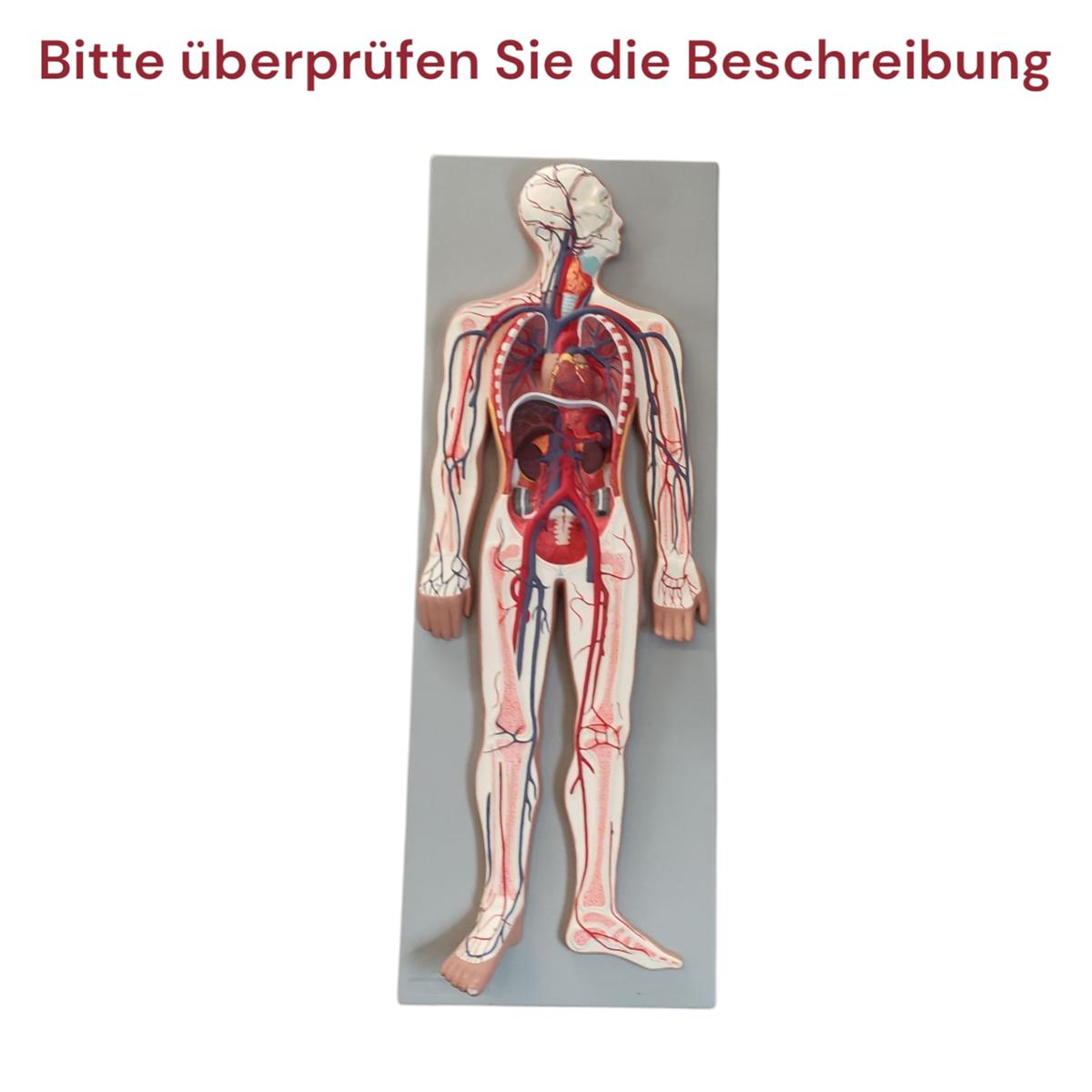Gima Modell Herz-Kreislauf-Ohr Anatomiemodell Medizin