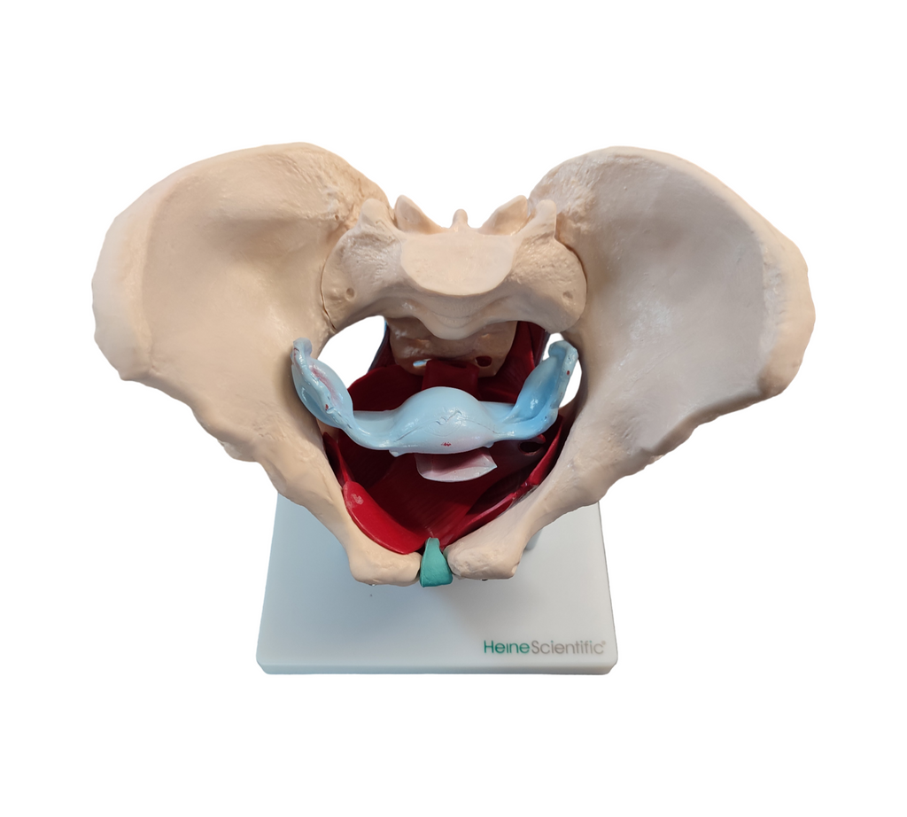 HeineScientific Female Pelvic Model with Pelvic Floor Muscles