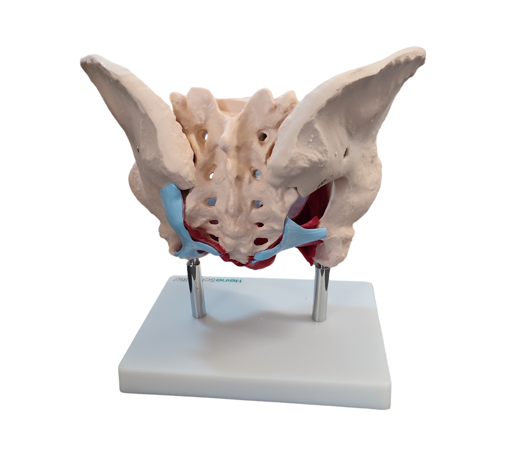 HeineScientific Female Pelvic Model with Pelvic Floor Muscles