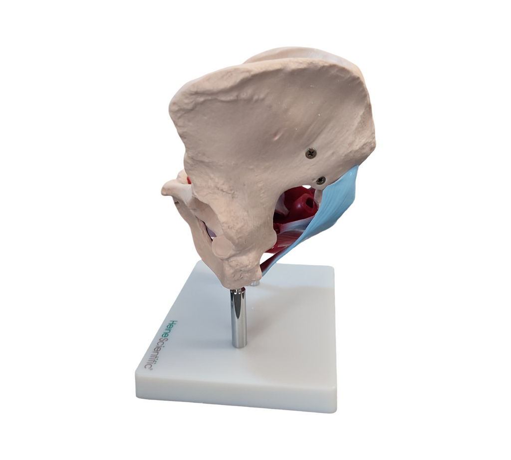 HeineScientific Female Pelvic Model with Pelvic Floor Muscles