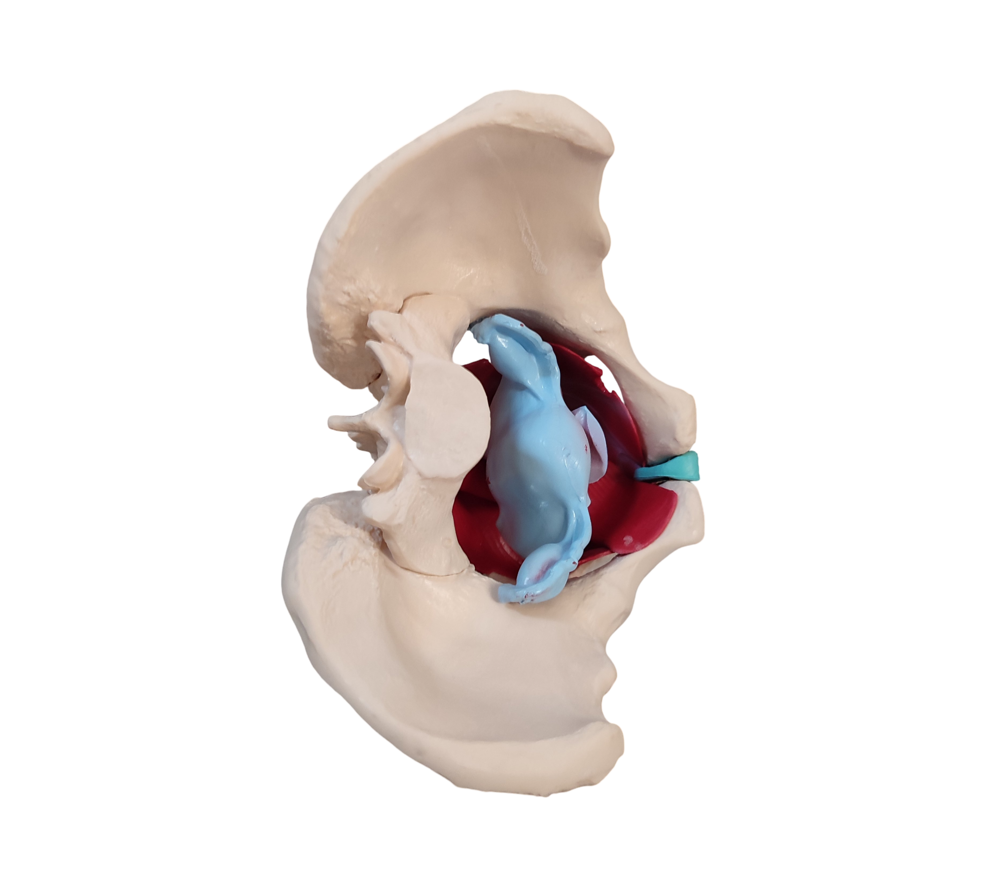 HeineScientific Female Pelvic Model with Pelvic Floor Muscles