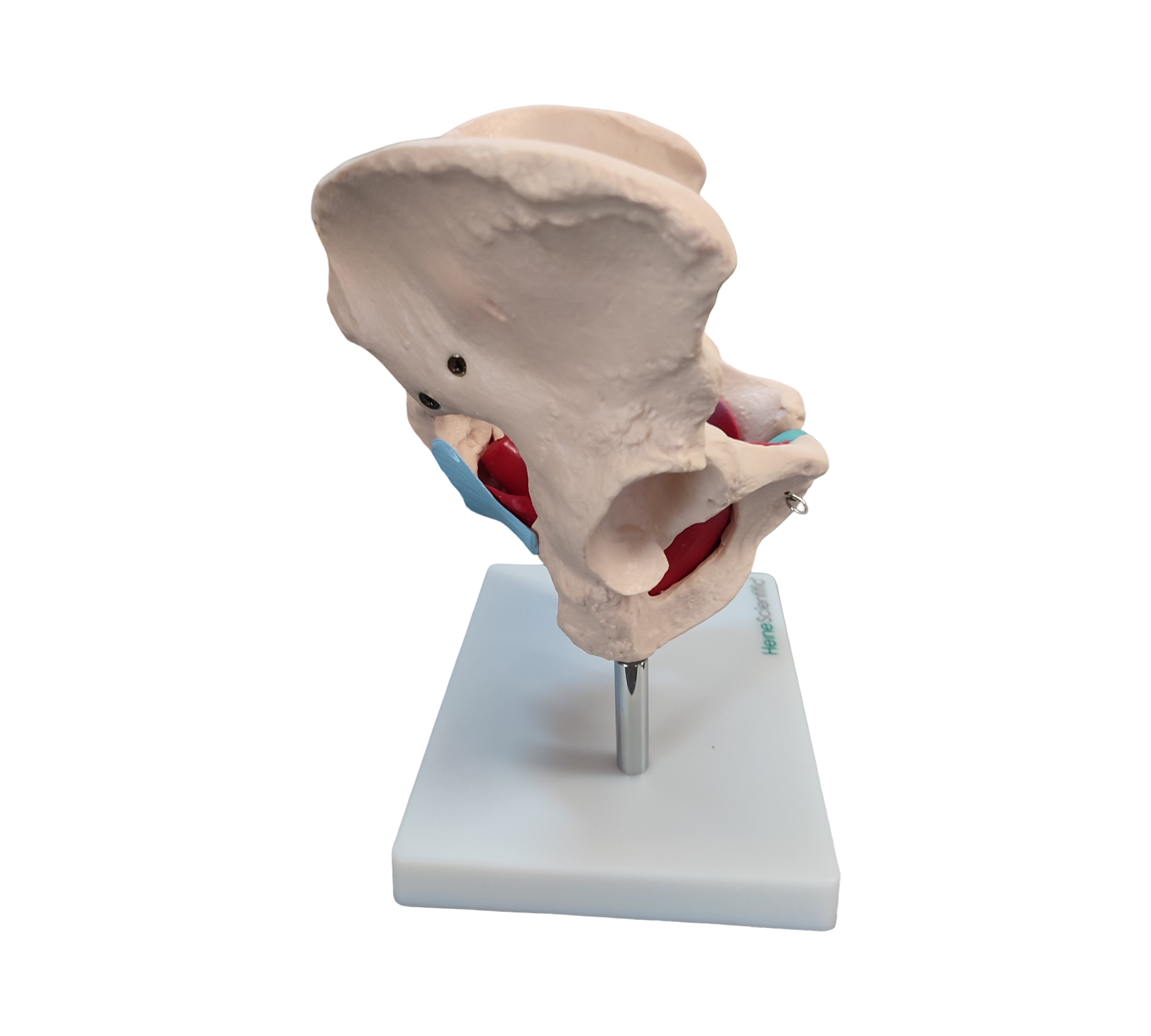 HeineScientific Female Pelvic Model with Pelvic Floor Muscles