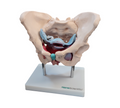HeineScientific Female Pelvic Model with Pelvic Floor Muscles