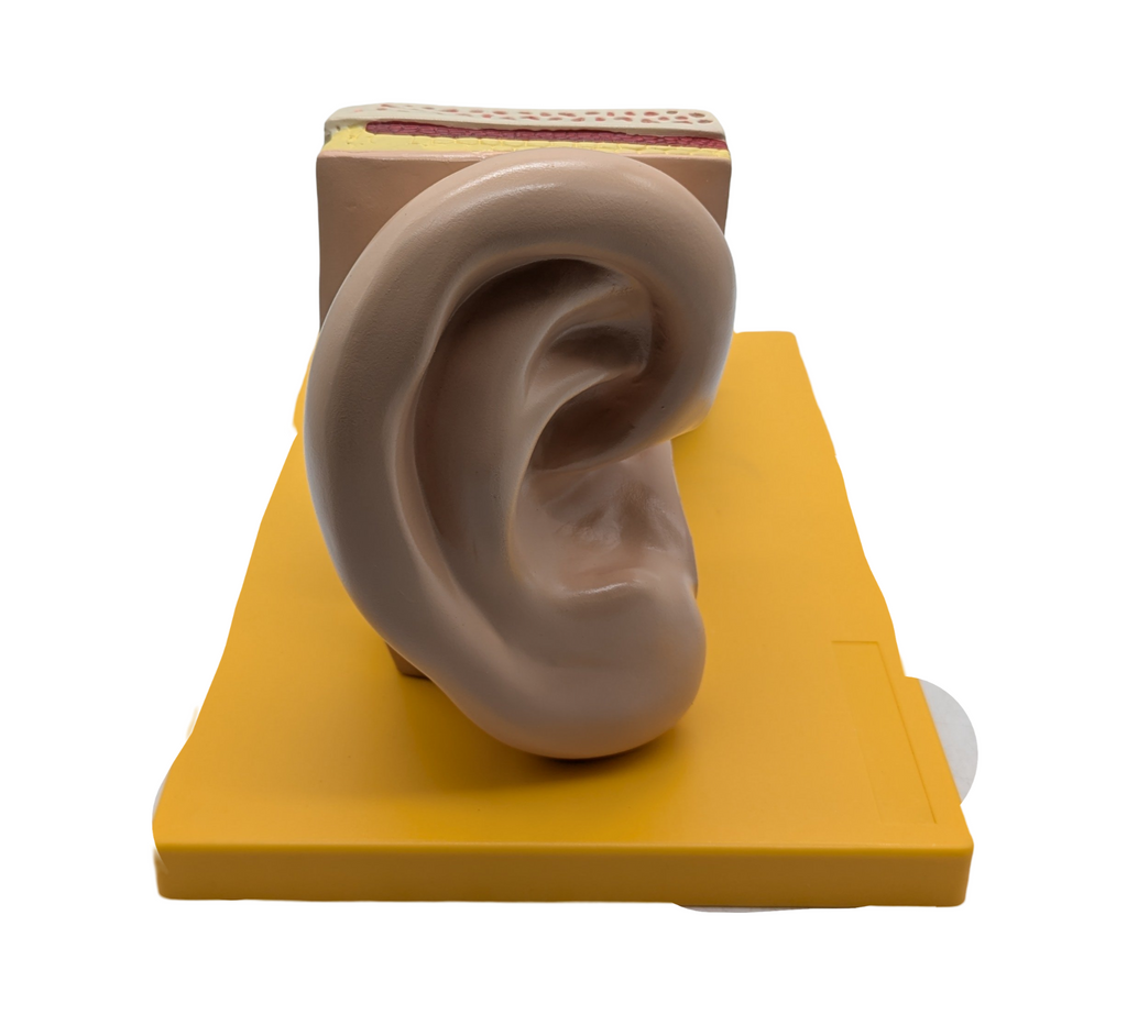 4-teiliges Anatomie Modell menschliches Ohr