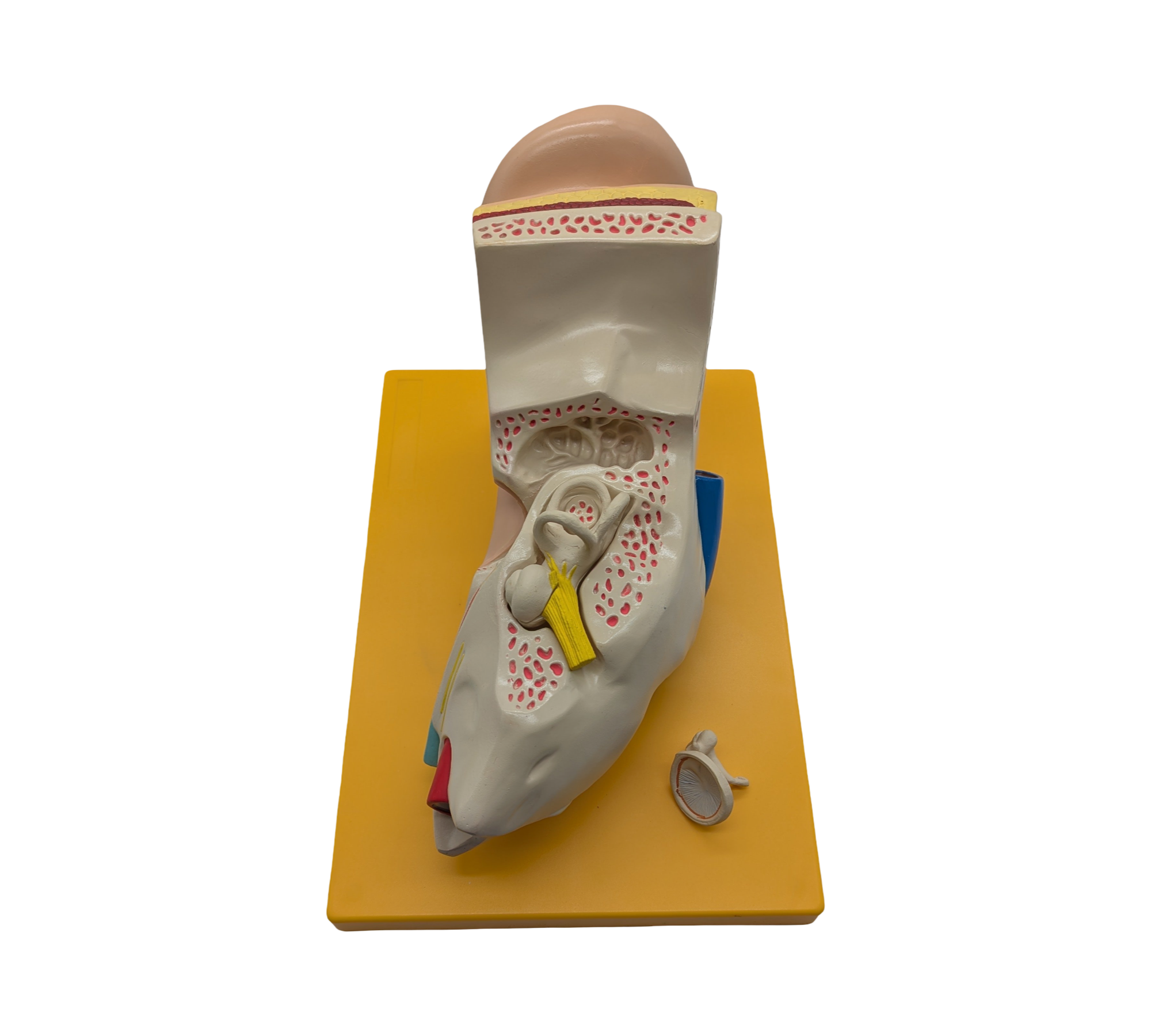 4-teiliges Anatomie Modell menschliches Ohr