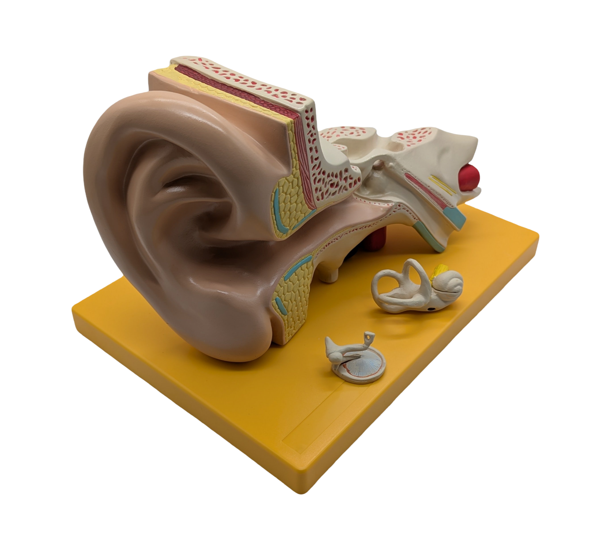 4-teiliges Anatomie Modell menschliches Ohr