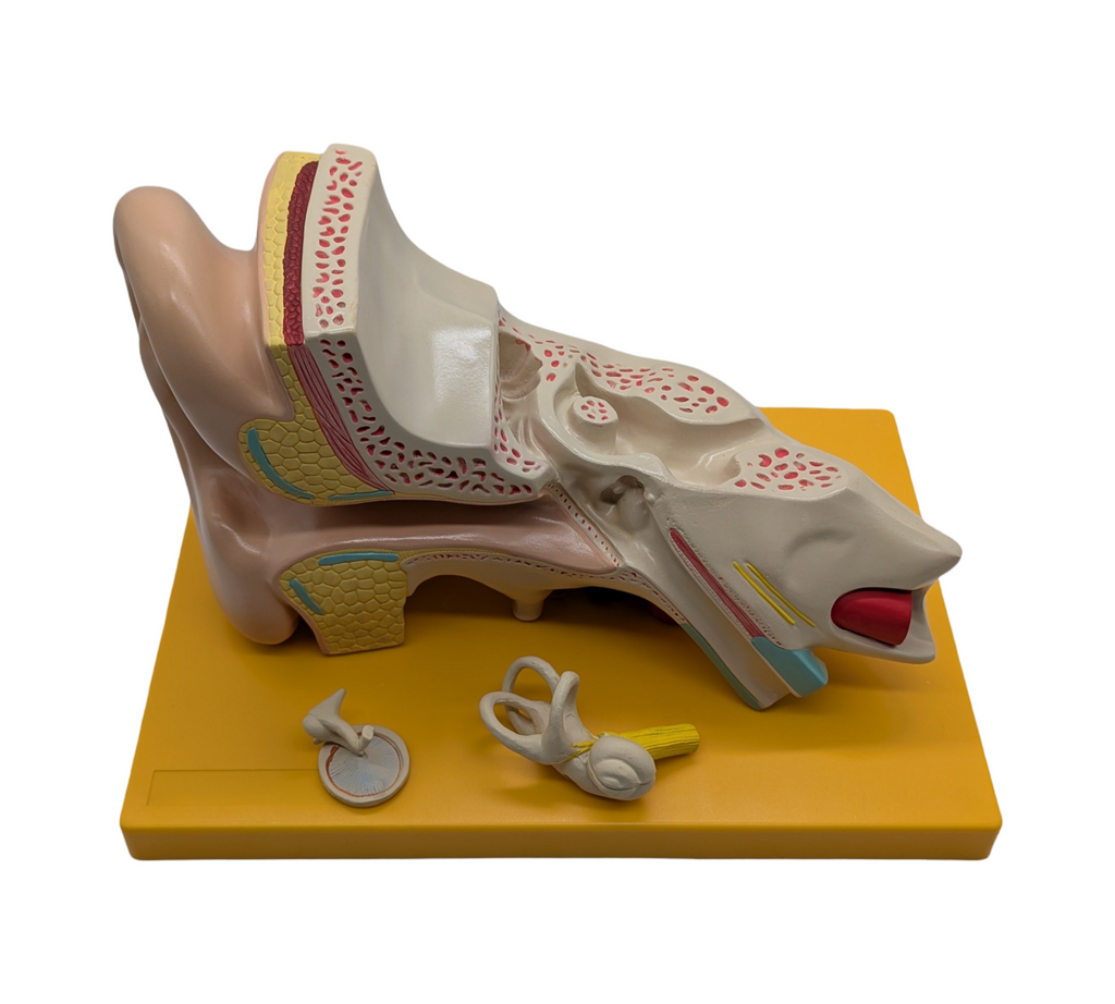 4-teiliges Anatomie Modell menschliches Ohr