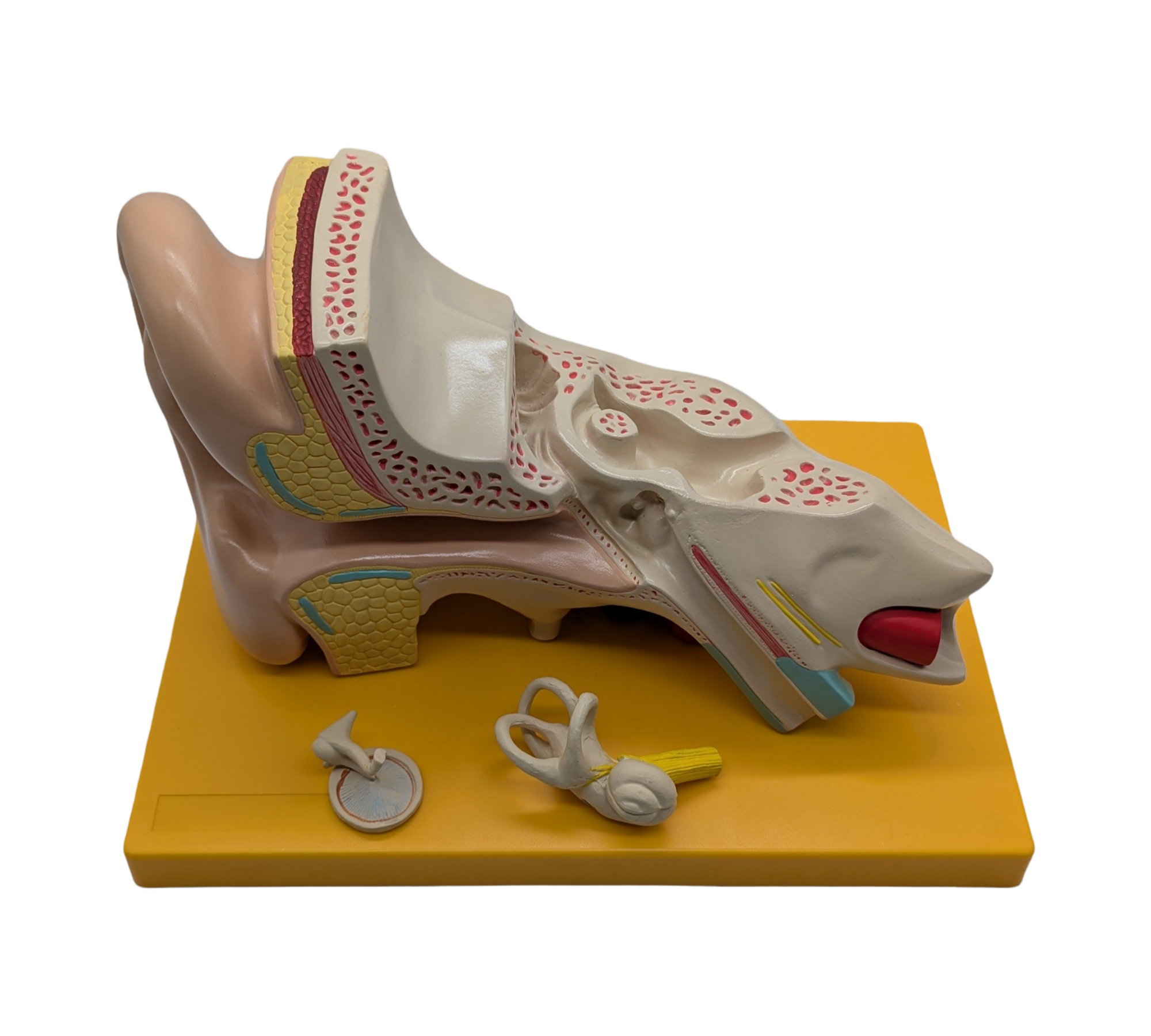 4-teiliges Anatomie Modell menschliches Ohr