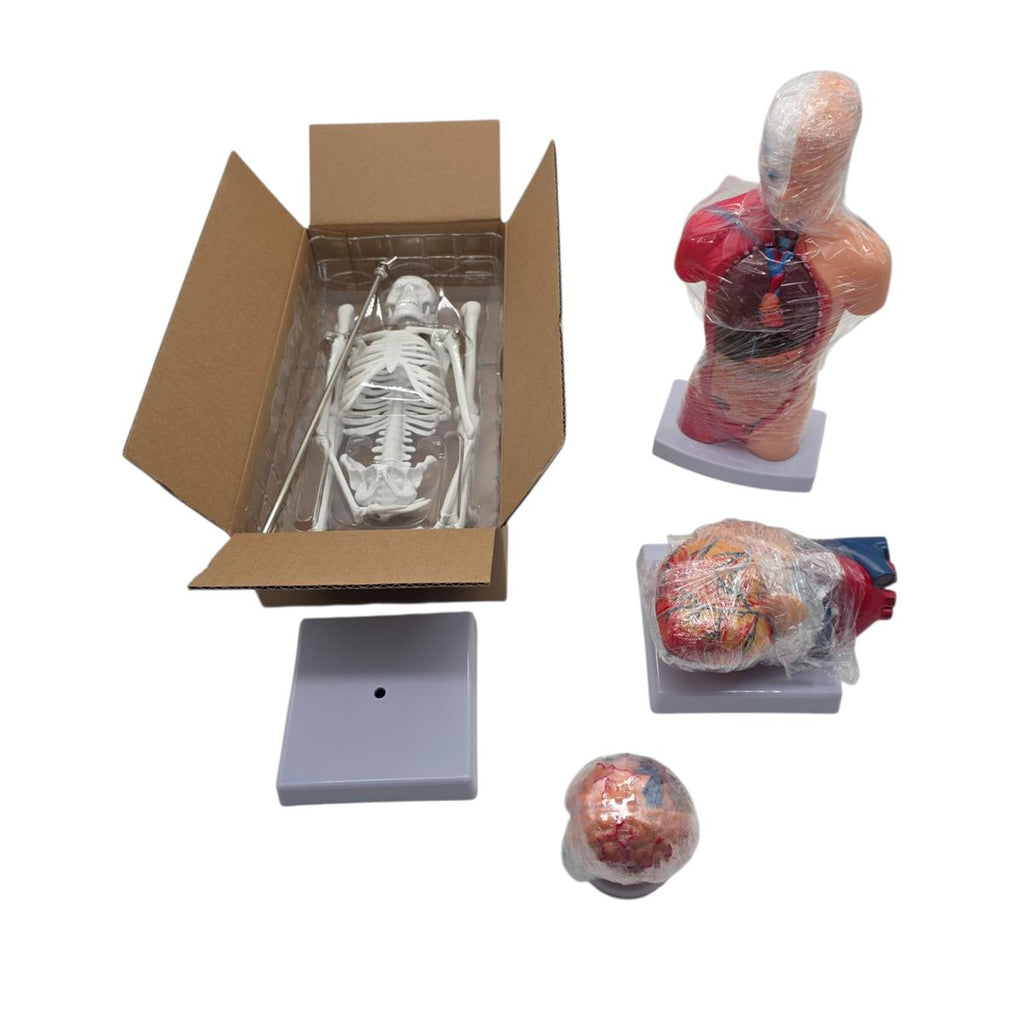 VEVOR 4-teilige Modelle des menschlichen Körpers Anatomie des Menschen