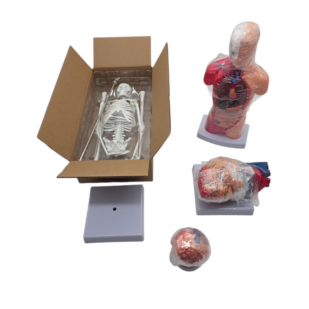 VEVOR 4-teilige Modelle des menschlichen Körpers Anatomie des Menschen