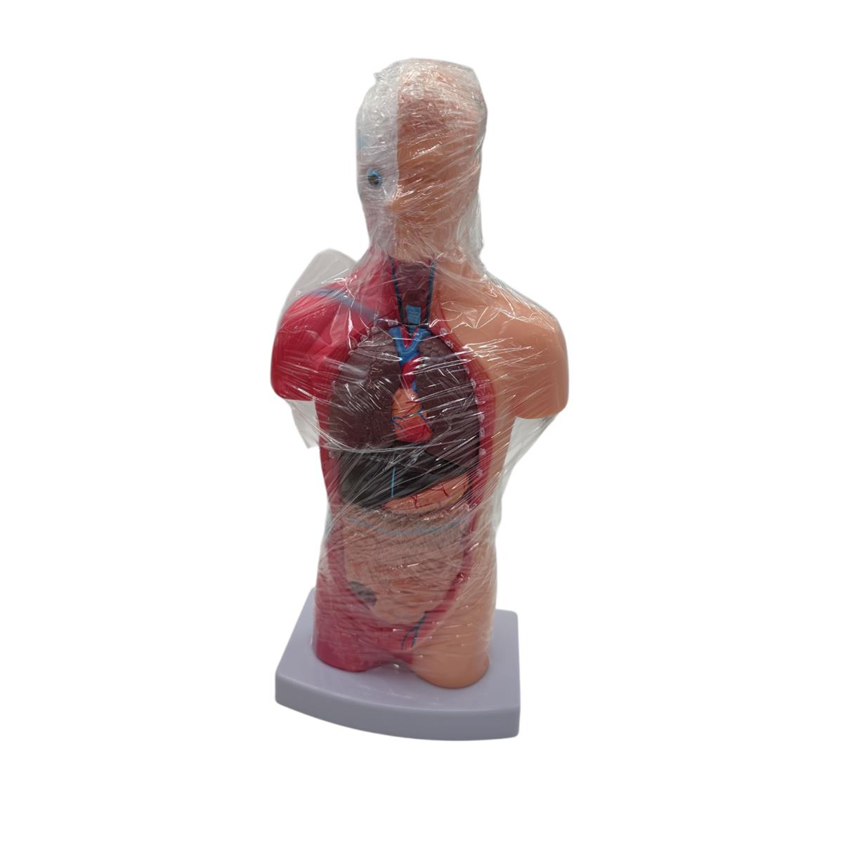 VEVOR 4-teilige Modelle des menschlichen Körpers Anatomie des Menschen