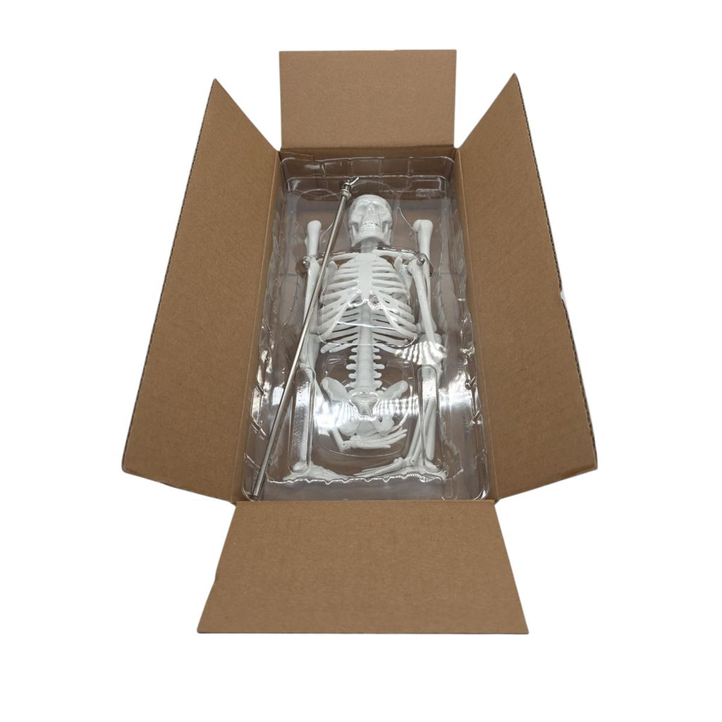 VEVOR 4-teilige Modelle des menschlichen Körpers Anatomie des Menschen