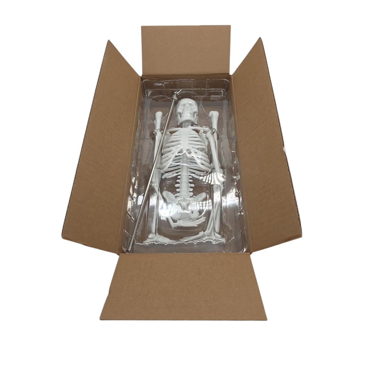 VEVOR 4-teilige Modelle des menschlichen Körpers Anatomie des Menschen