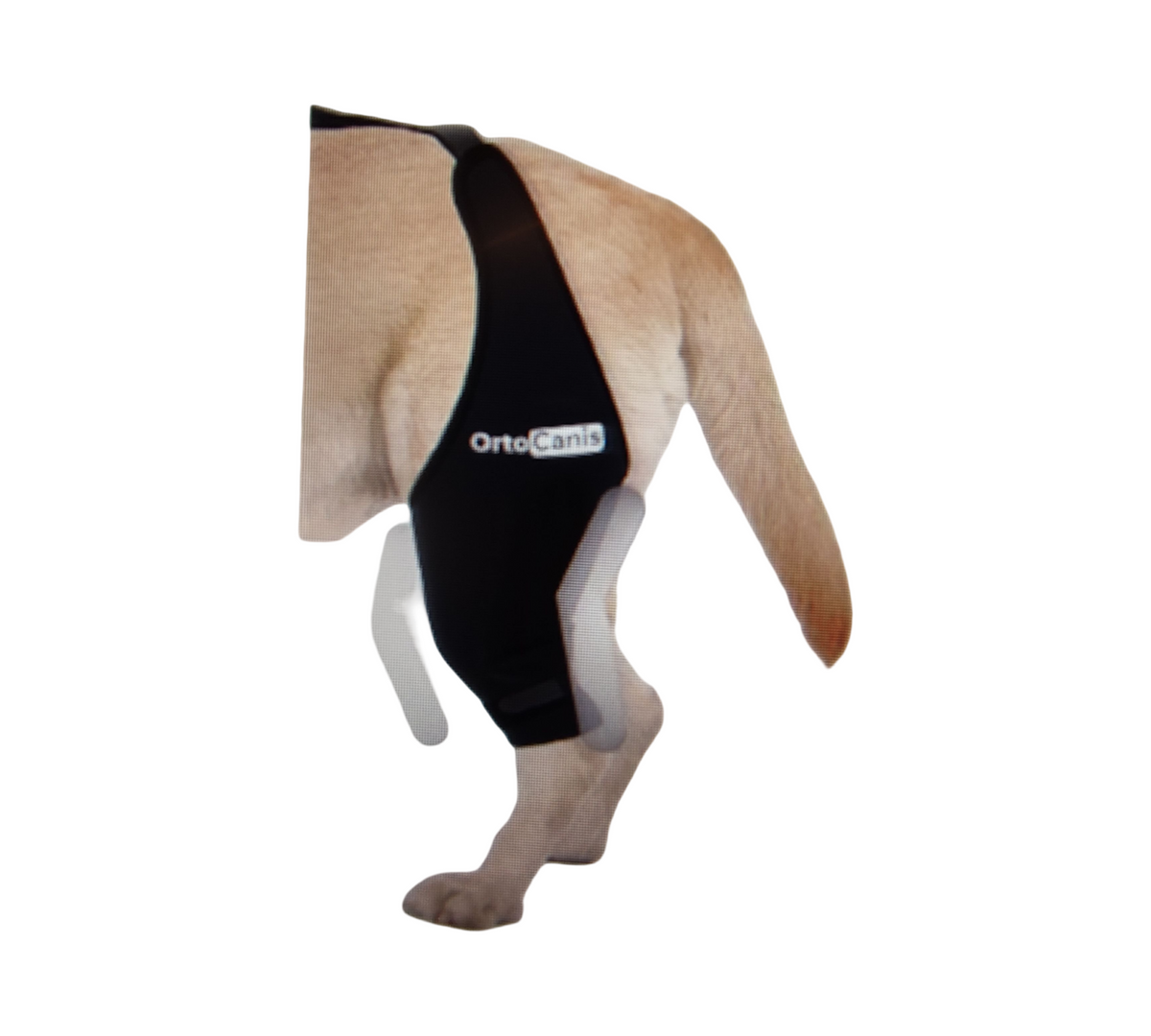 Ortocanis Knie-Orthese Hund links Neopren Aluminium Größe L