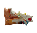 VEVOR Ohrmodell 5-fach Anatomisches Modell PVC abnehmbar
