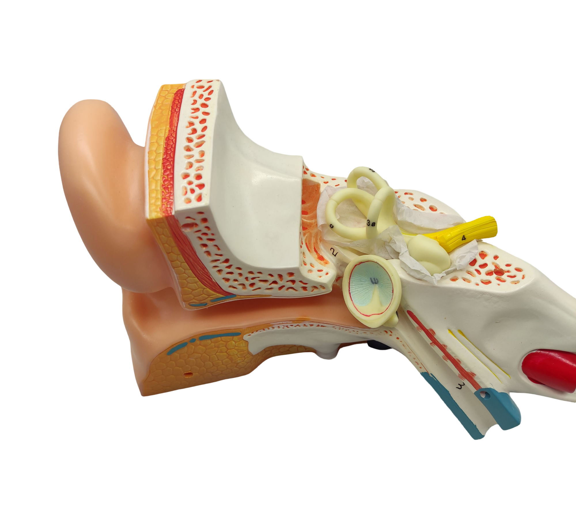 VEVOR Ohrmodell 5-fach Anatomisches Modell PVC abnehmbar