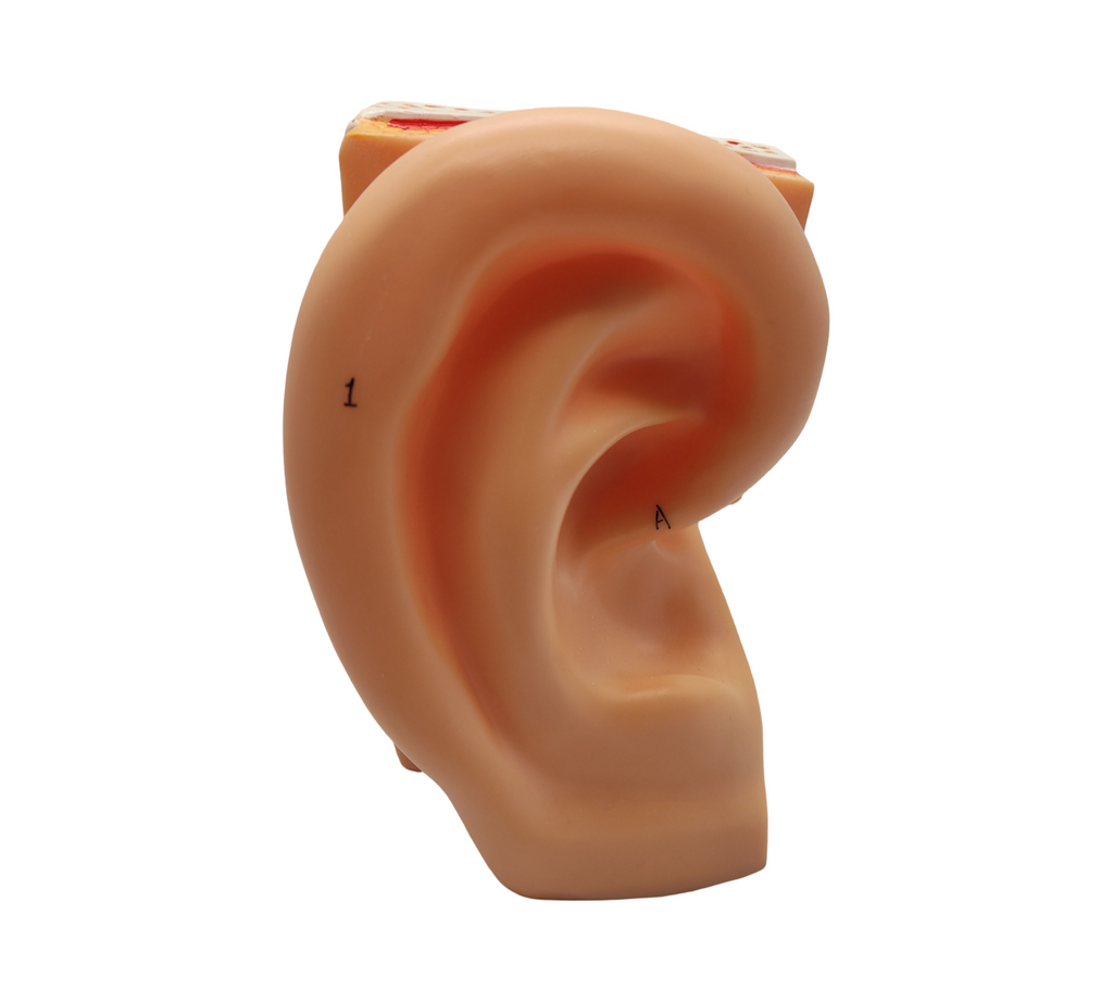 VEVOR Ohrmodell 5-fach Anatomisches Modell PVC abnehmbar