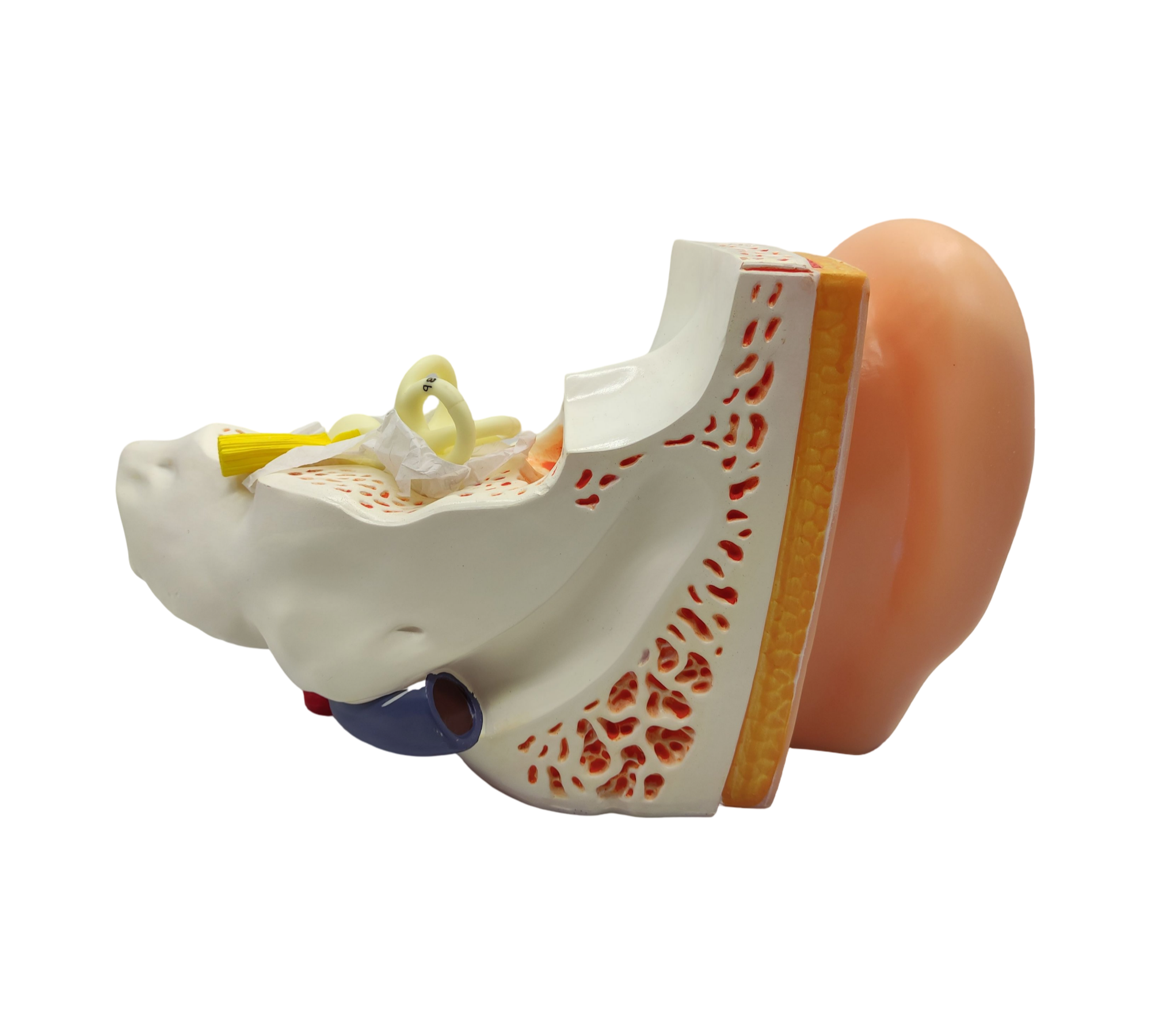 VEVOR Ohrmodell 5-fach Anatomisches Modell PVC abnehmbar