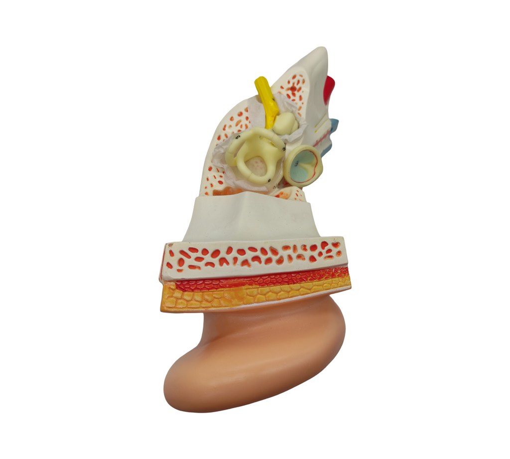 VEVOR Ohrmodell 5-fach Anatomisches Modell PVC abnehmbar