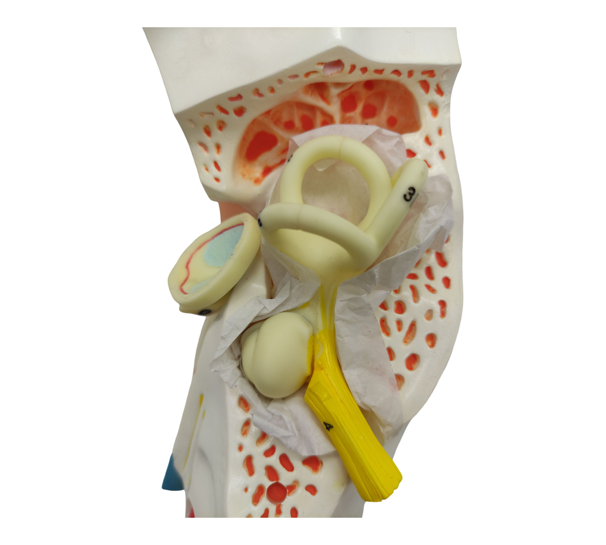 VEVOR Ohrmodell 5-fach Anatomisches Modell PVC abnehmbar