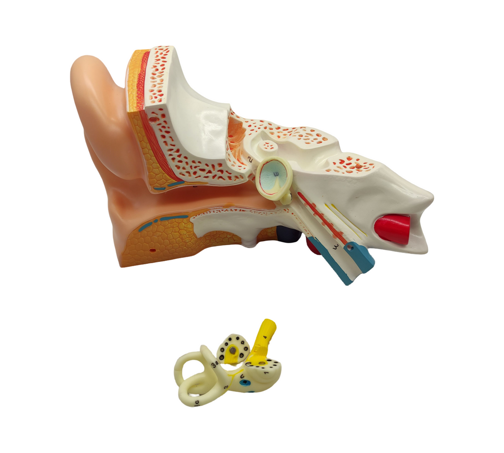 VEVOR Ohrmodell 5-fach Anatomisches Modell PVC abnehmbar
