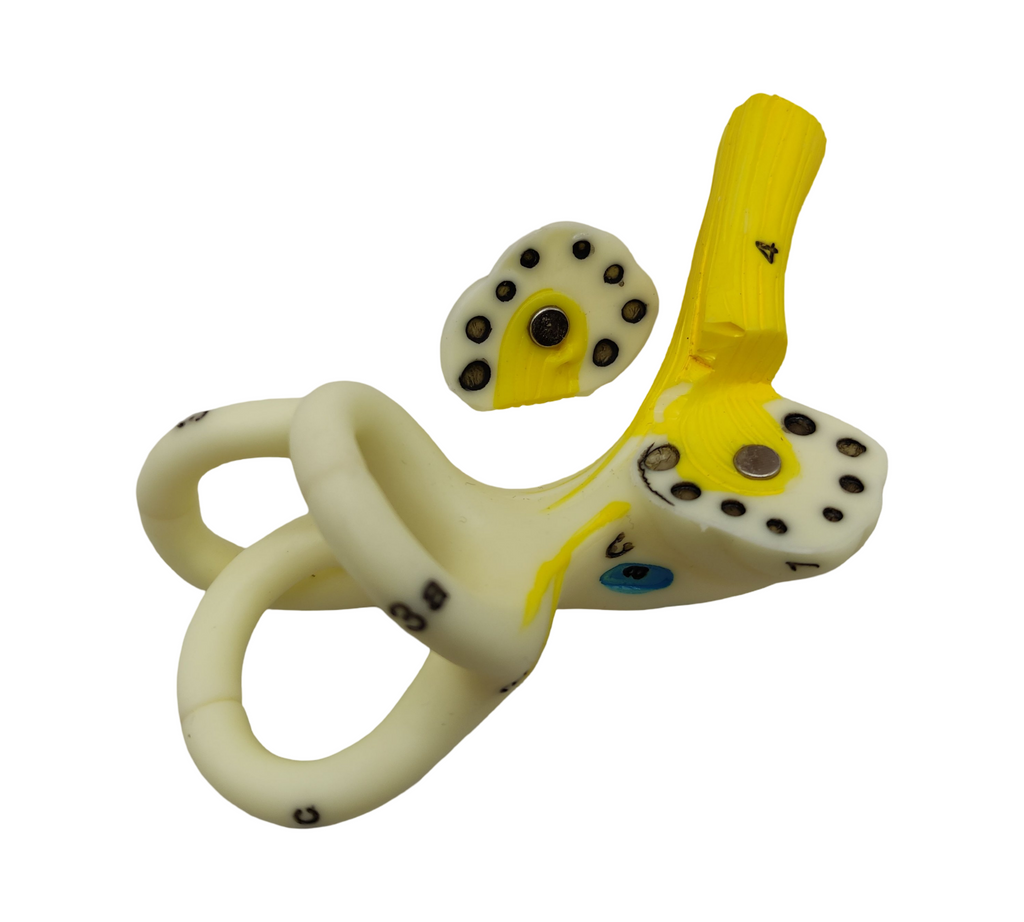 VEVOR Ohrmodell 5-fach Anatomisches Modell PVC abnehmbar