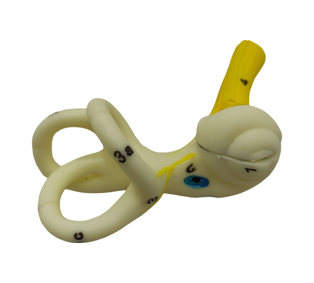 VEVOR Ohrmodell 5-fach Anatomisches Modell PVC abnehmbar