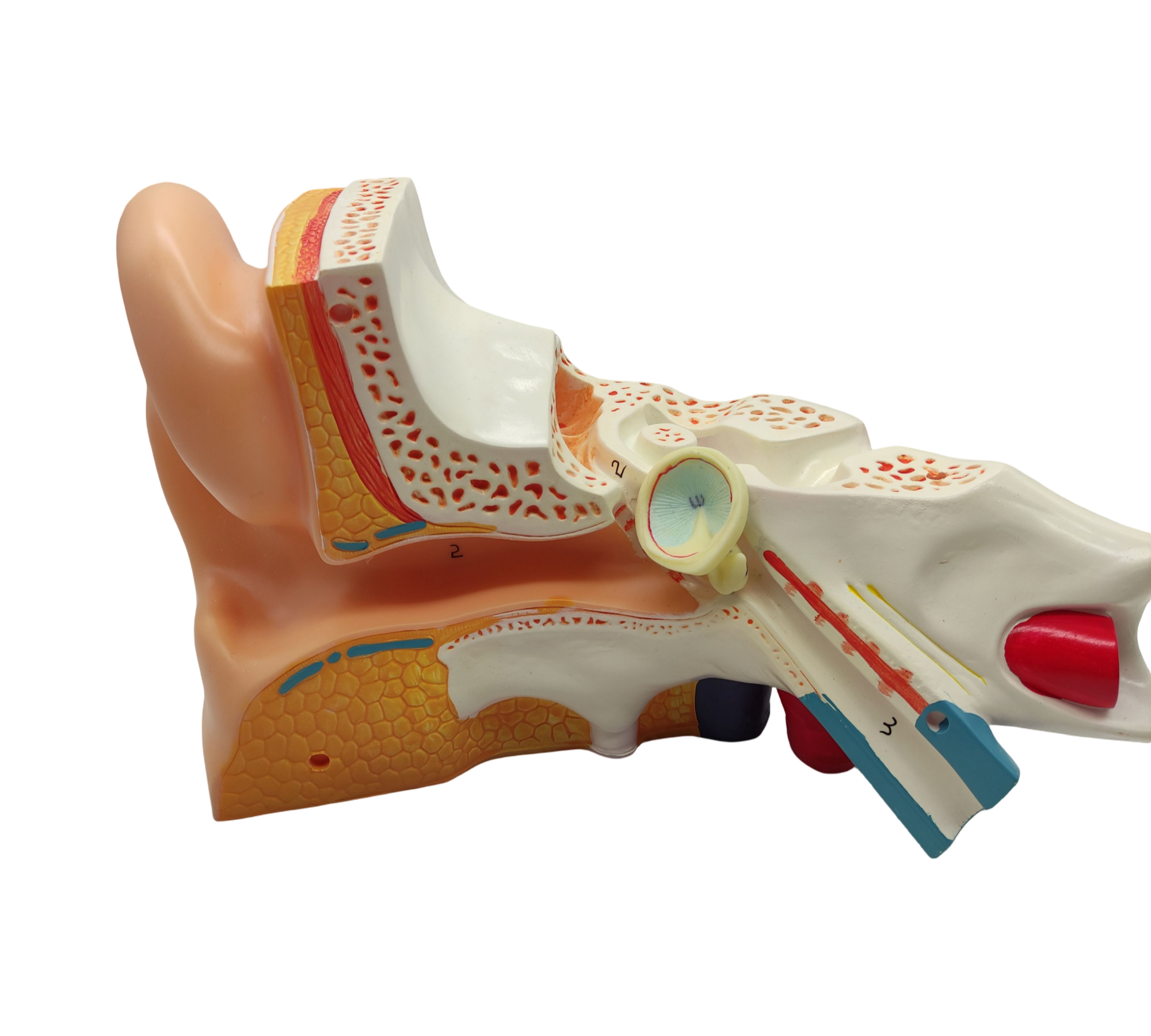 VEVOR Ohrmodell 5-fach Anatomisches Modell PVC abnehmbar
