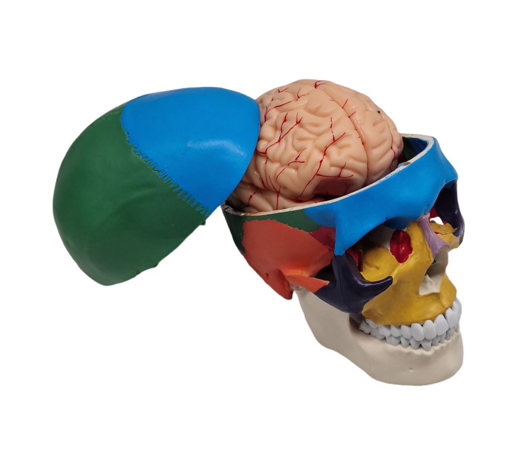 VEVOR Schädelmodell anatomisch lebensgroß bemalt 8 Teile Gehirn 3 Teile Schädel