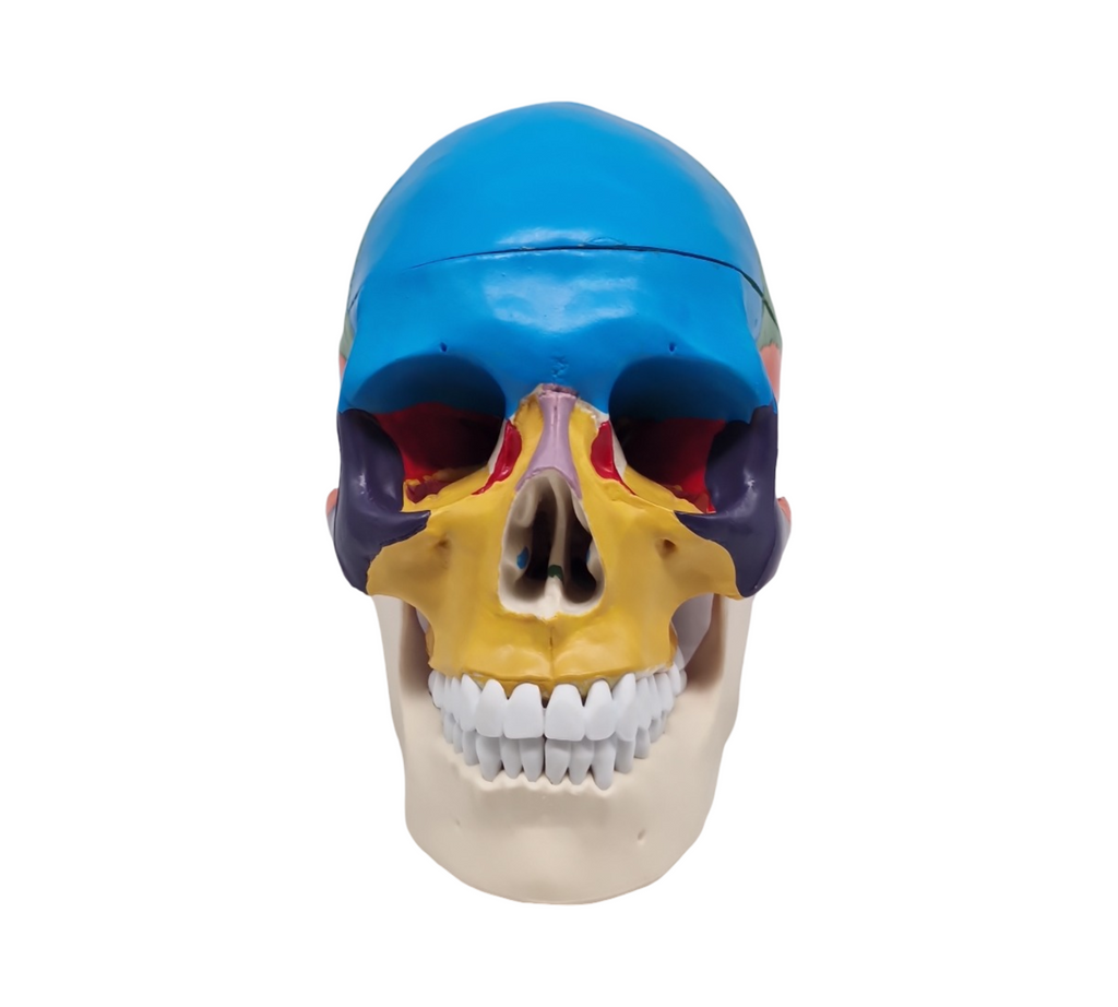 VEVOR Schädelmodell anatomisch lebensgroß bemalt 8 Teile Gehirn 3 Teile Schädel