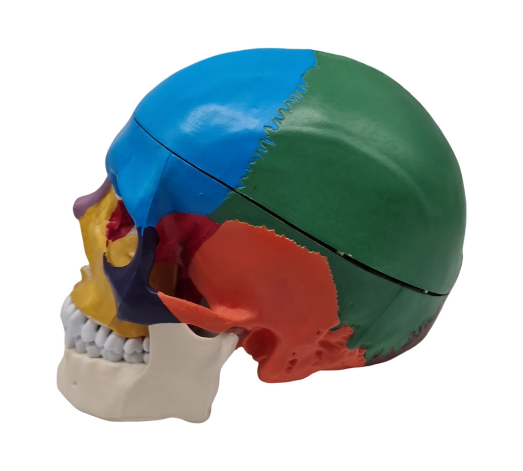 VEVOR Schädelmodell anatomisch lebensgroß bemalt 8 Teile Gehirn 3 Teile Schädel