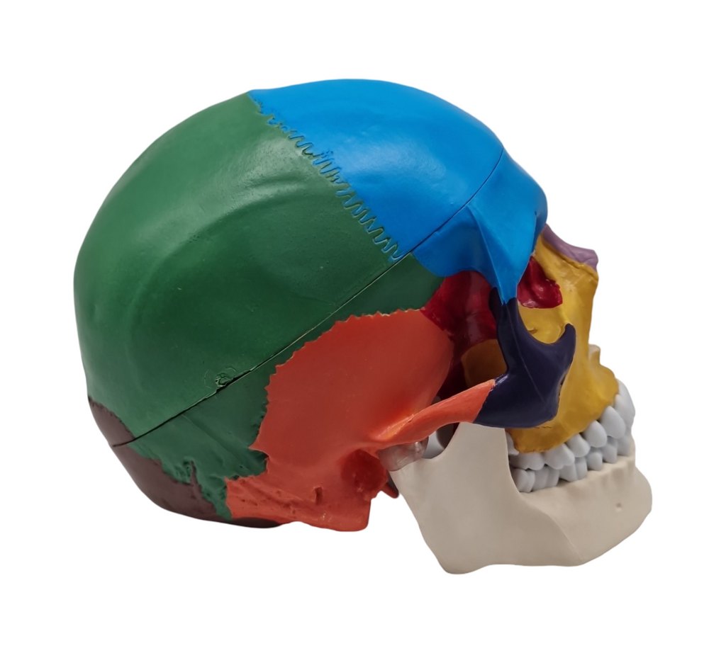 VEVOR Schädelmodell anatomisch lebensgroß bemalt 8 Teile Gehirn 3 Teile Schädel