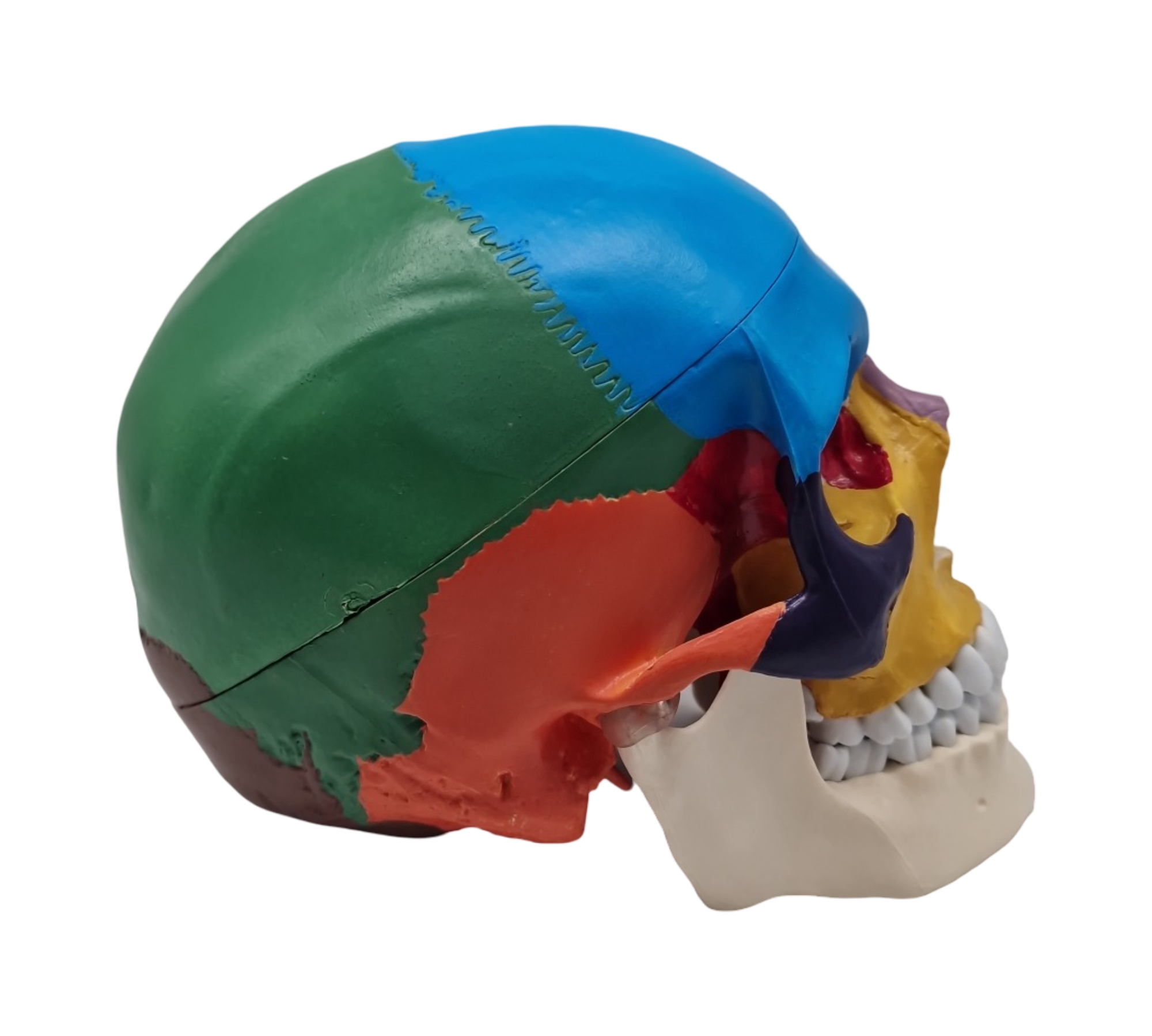 VEVOR Schädelmodell anatomisch lebensgroß bemalt 8 Teile Gehirn 3 Teile Schädel