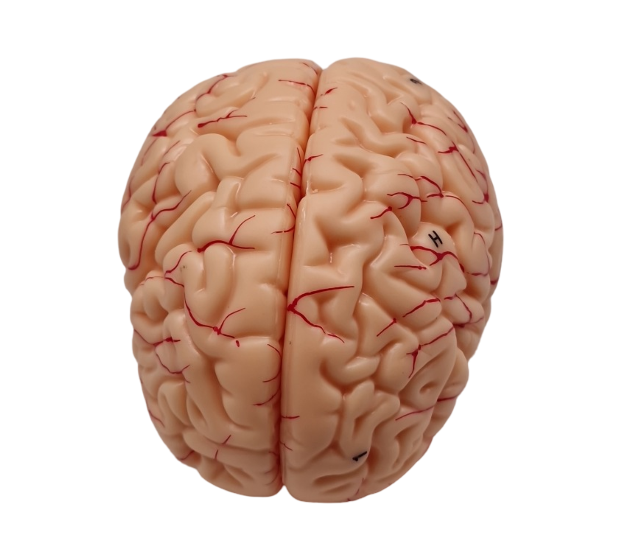 VEVOR Schädelmodell anatomisch lebensgroß bemalt 8 Teile Gehirn 3 Teile Schädel