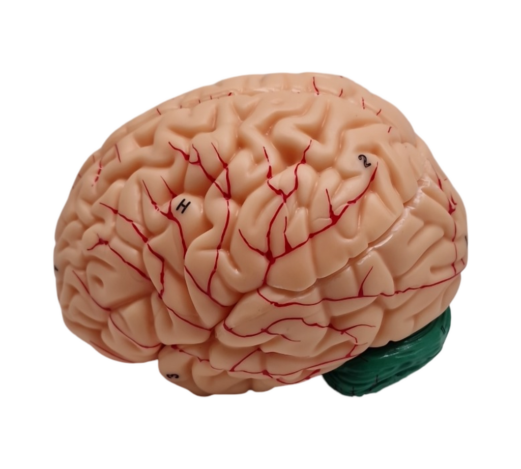 VEVOR Schädelmodell anatomisch lebensgroß bemalt 8 Teile Gehirn 3 Teile Schädel