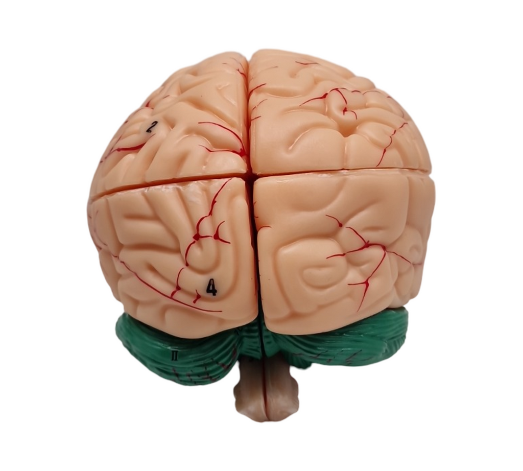 VEVOR Schädelmodell anatomisch lebensgroß bemalt 8 Teile Gehirn 3 Teile Schädel