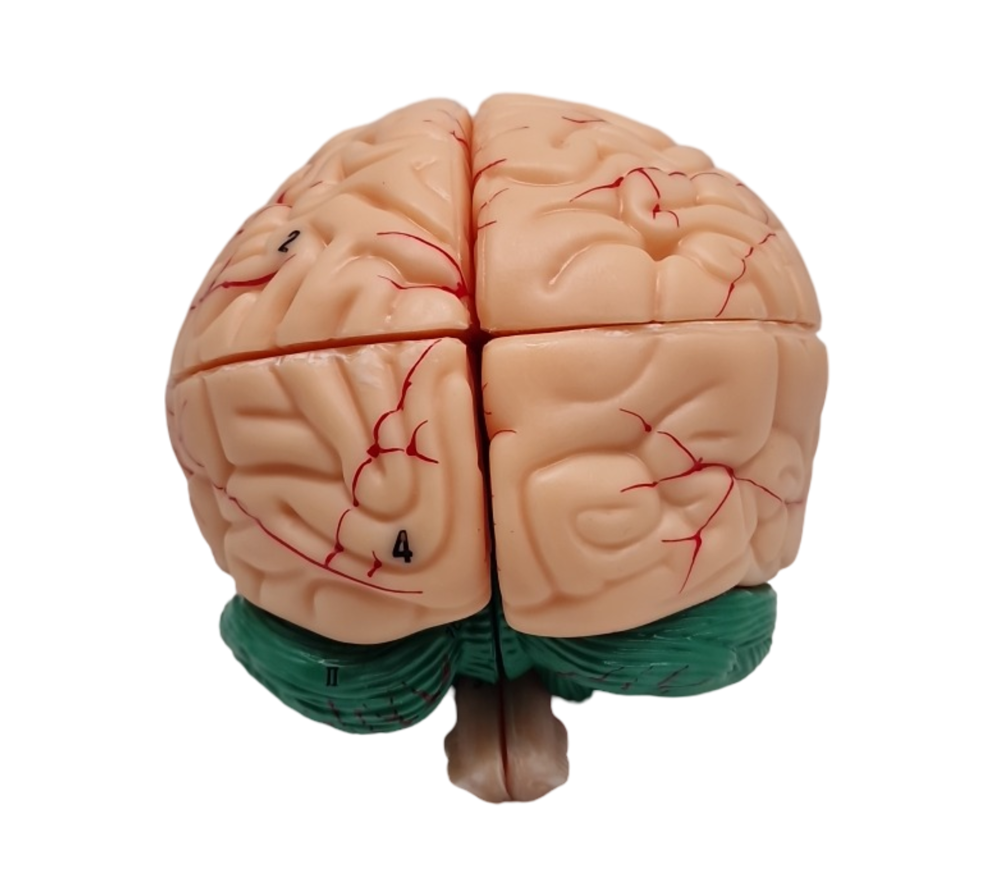 VEVOR Schädelmodell anatomisch lebensgroß bemalt 8 Teile Gehirn 3 Teile Schädel