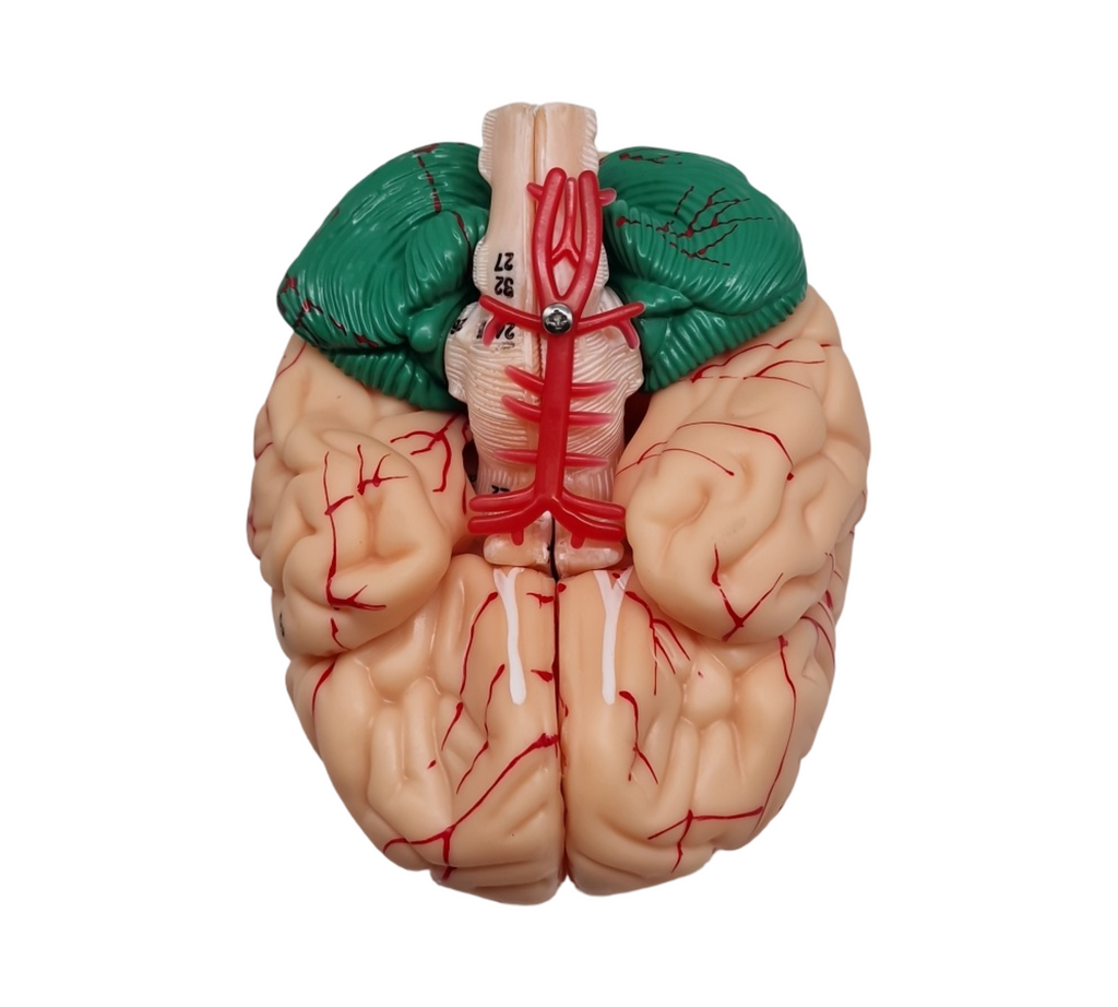 VEVOR Schädelmodell anatomisch lebensgroß bemalt 8 Teile Gehirn 3 Teile Schädel