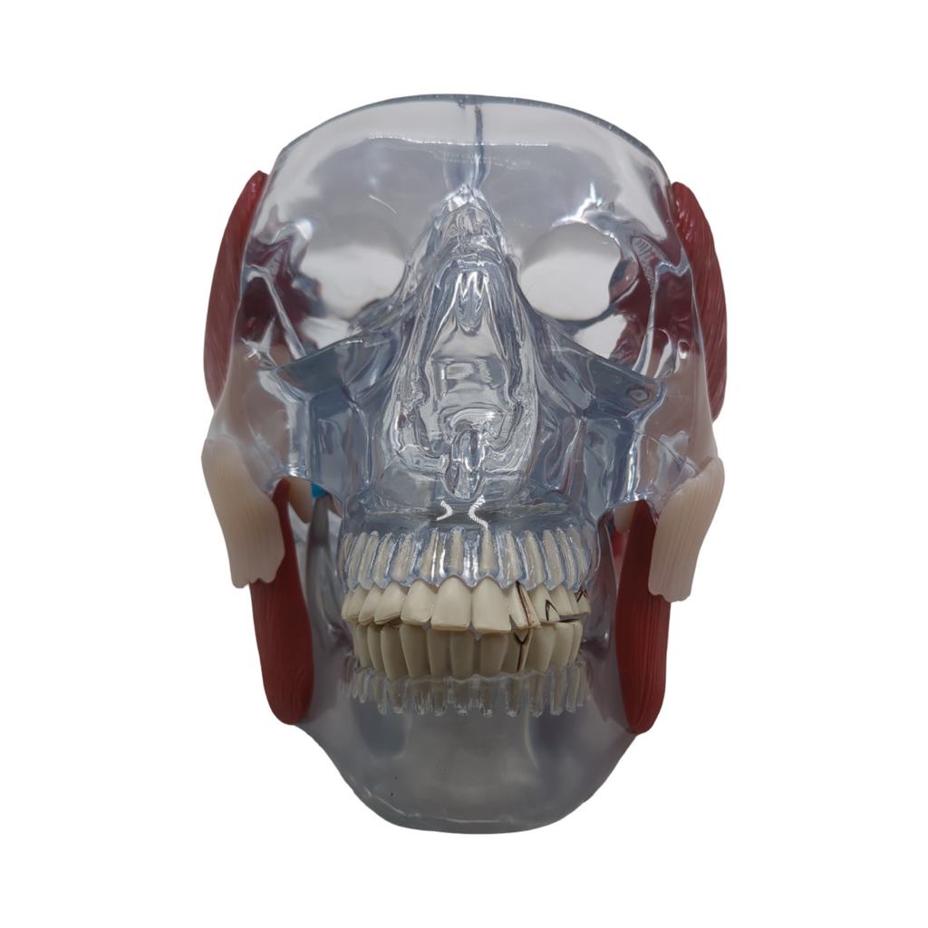 GPI Anatomicals 2880 Kiefergelenk Modell mit Muskeln für Anatomieunterricht