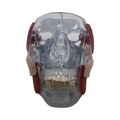 GPI Anatomicals 2880 Kiefergelenk Modell mit Muskeln für Anatomieunterricht