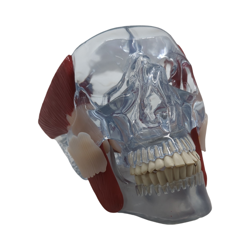 GPI Anatomicals 2880 Kiefergelenk Modell mit Muskeln für Anatomieunterricht