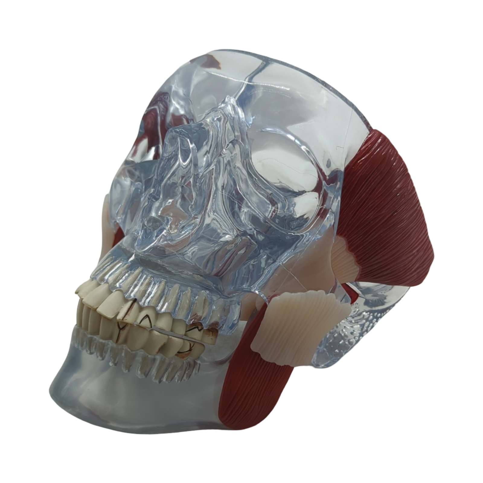 GPI Anatomicals 2880 Kiefergelenk Modell mit Muskeln für Anatomieunterricht
