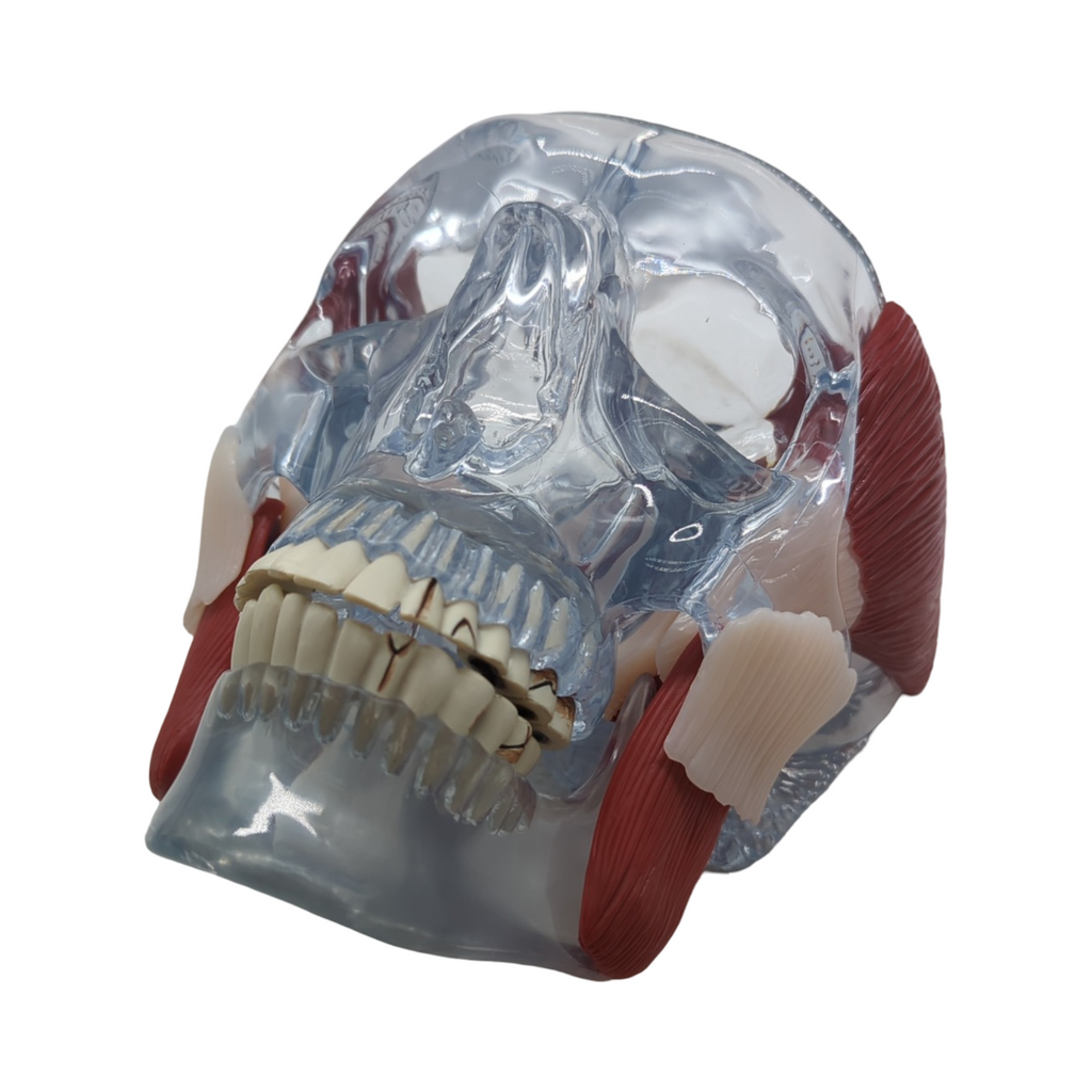 GPI Anatomicals 2880 Kiefergelenk Modell mit Muskeln für Anatomieunterricht