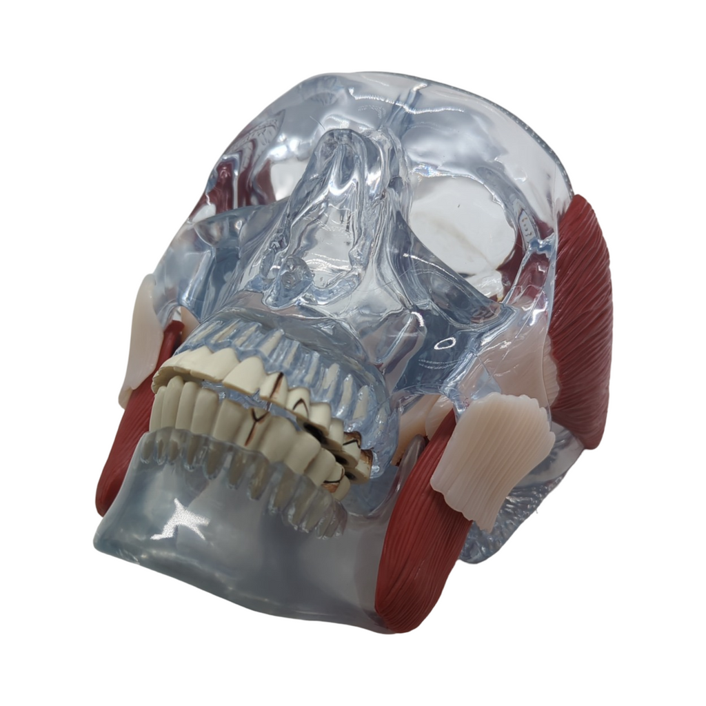 GPI Anatomicals 2880 Kiefergelenk Modell mit Muskeln für Anatomieunterricht