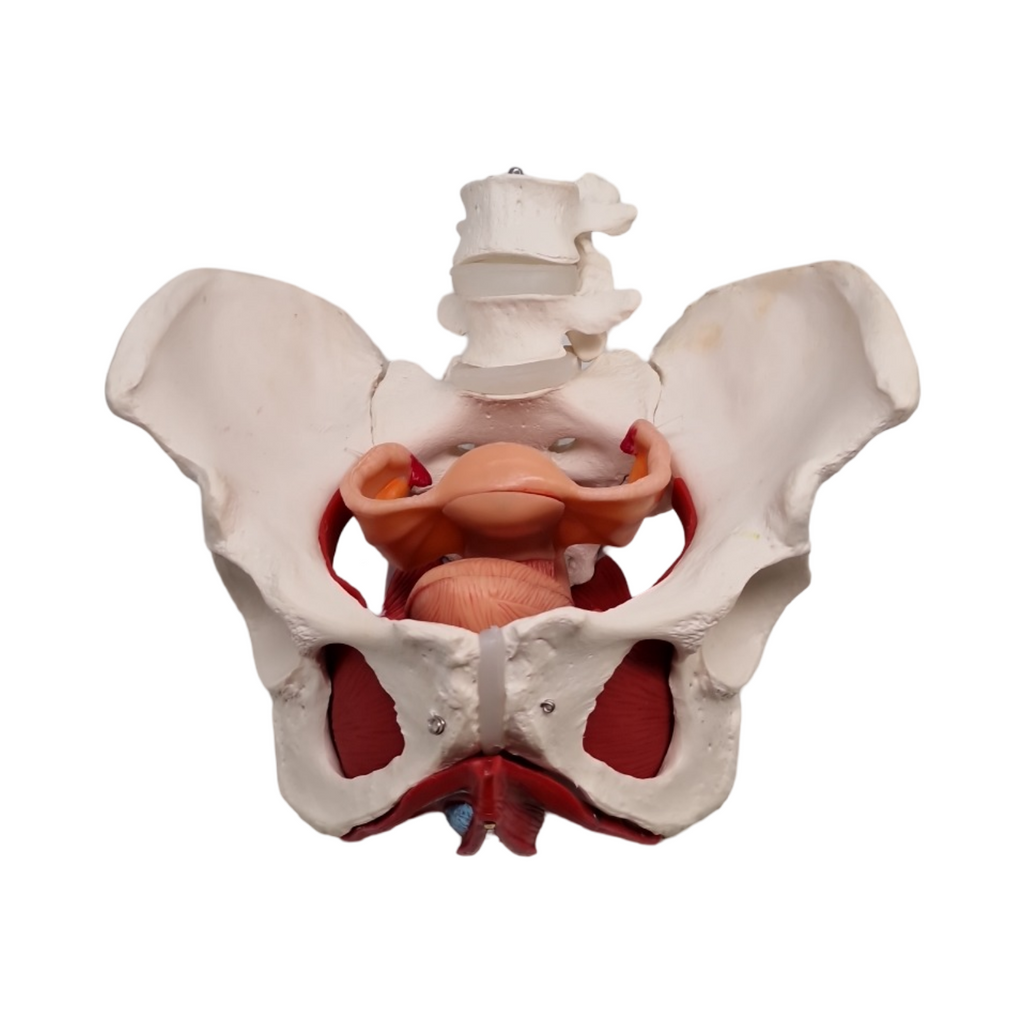 Anatomisches Modell weibliches Becken mit abnehmbaren Organen Uterus Vagina Ovary Blase Rektum