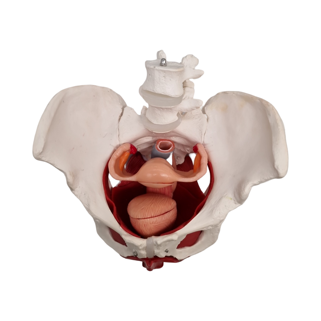Anatomisches Modell weibliches Becken mit abnehmbaren Organen Uterus Vagina Ovary Blase Rektum
